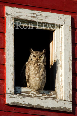 Great Horned Owl &copy; Ron Erwin