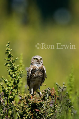 Burrowing Owl &copy; Ron Erwin