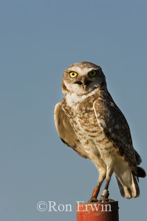 Burrowing Owl &copy; Ron Erwin