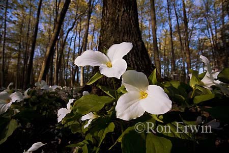 White Trilliums  &copy; Ron Erwin