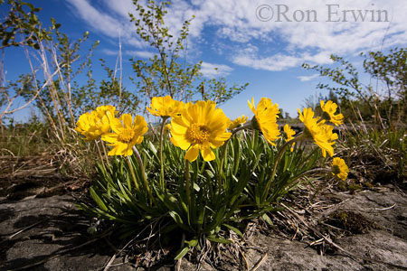 Lakeside Daisy &copy; Ron Erwin