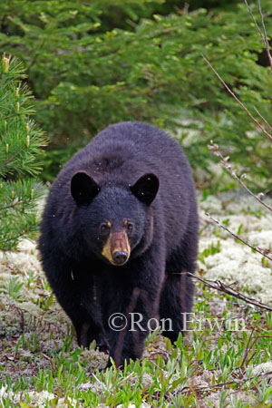 Black Bear &copy; Ron Erwin