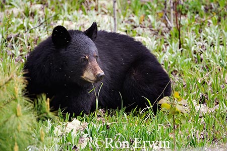 Black Bear &copy; Ron Erwin