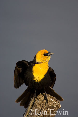 Yellow-headed Blackbird &copy; Ron Erwin