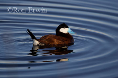 Ruddy Duck &copy; Ron Erwin