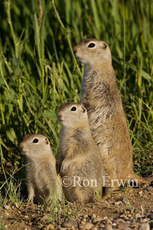 Gophers &copy; Ron Erwin