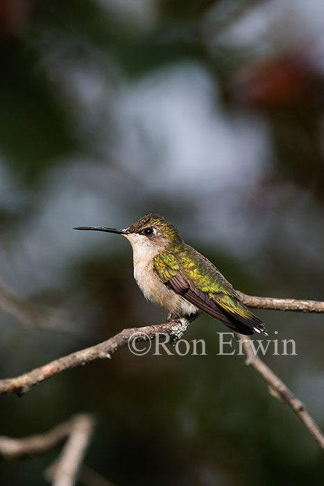 Ruby-throated Hummingbird © Ron Erwin