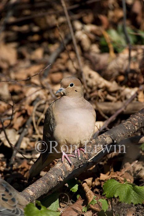 Mourning Dove © Ron Erwin