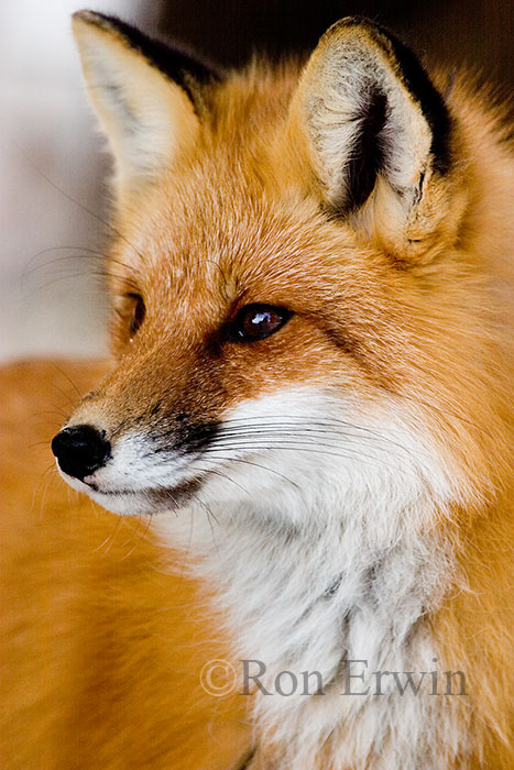 Red Fox © Ron Erwin