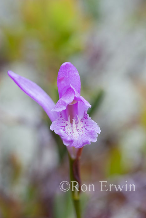 Arethusa Orchid