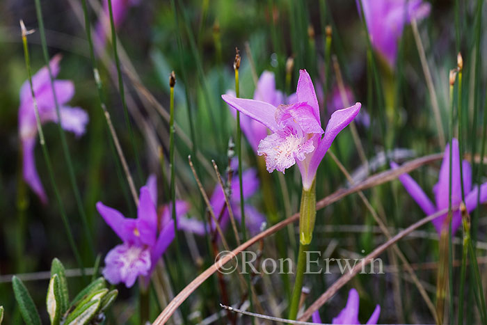 Arethusa Orchids