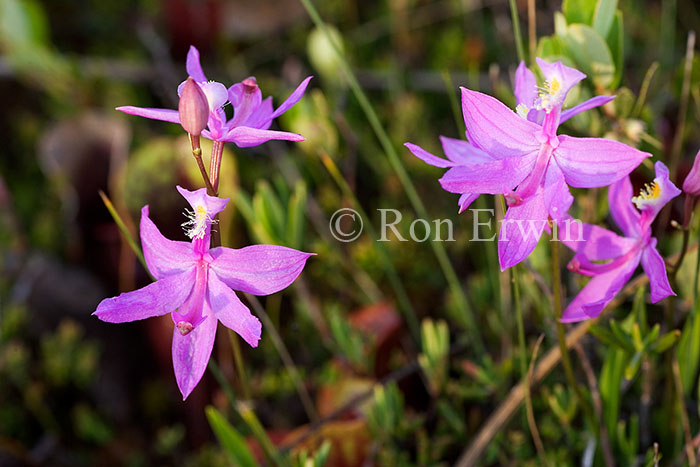 Grass Pink