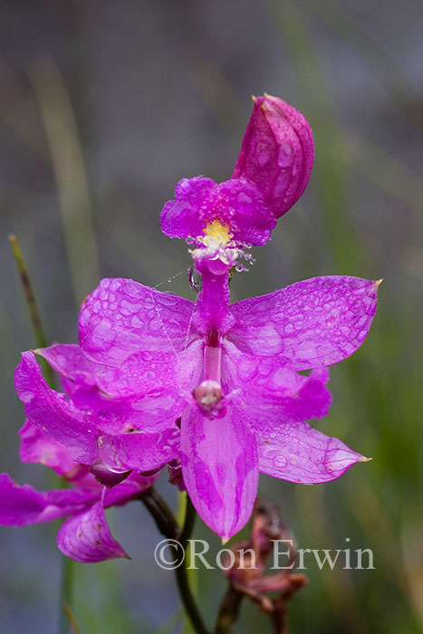 Grass Pink Orchid