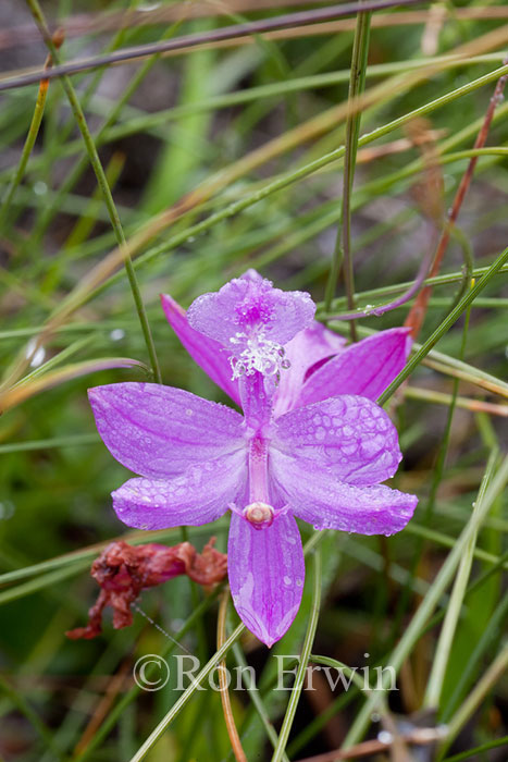 Grass Pink Orchid