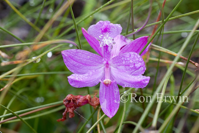 Grass Pink Orchid