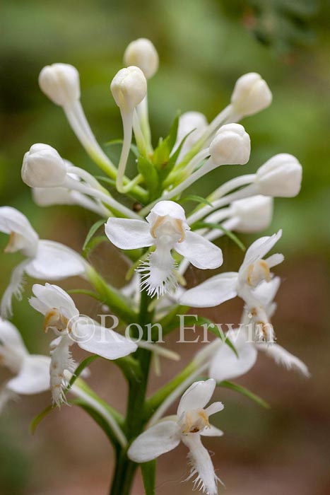 White Fringed Orchis