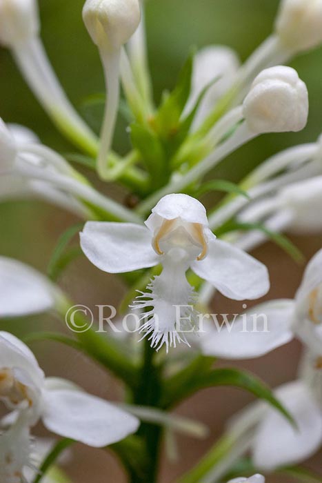 White Fringed Orchis