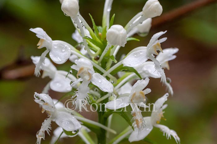 White Fringed Orchis