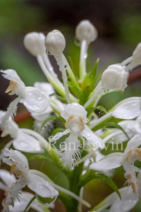 White Fringed Orchis