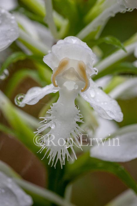 White Fringed Orchis