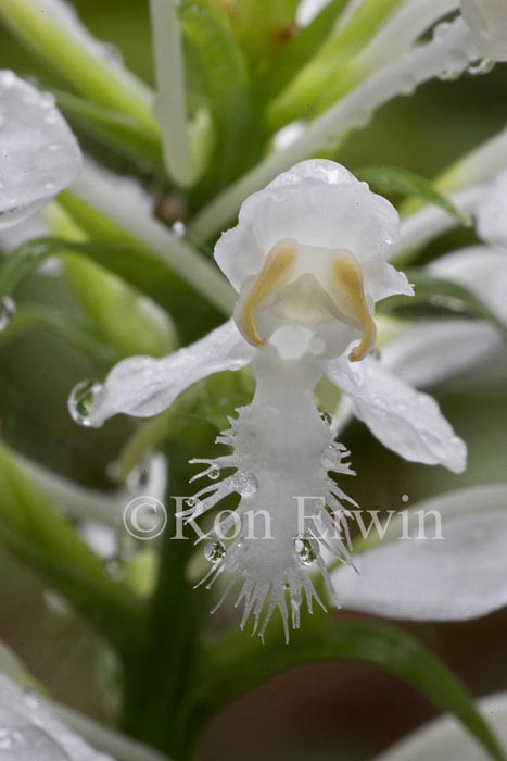 White Fringed Orchis