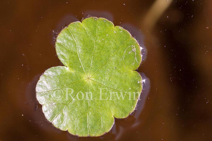 Water-pennywort