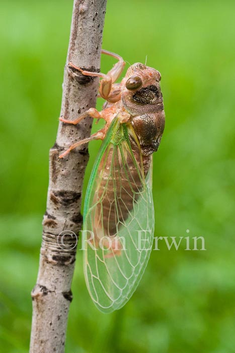Cicada © Ron Erwin
