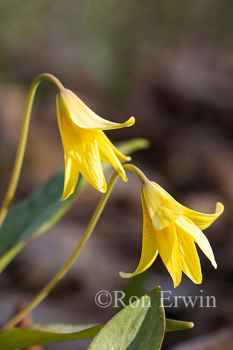 Trout Lilies