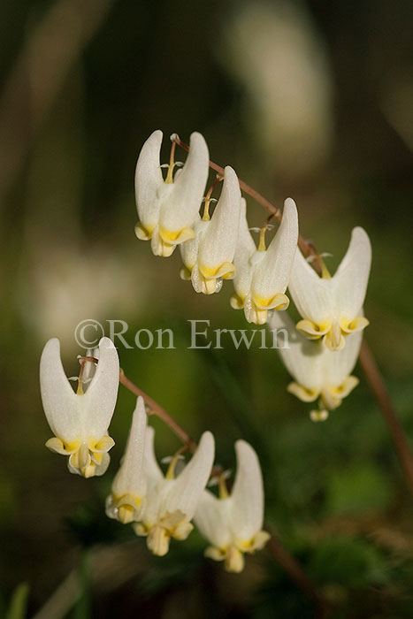 Dutchman's Breeches