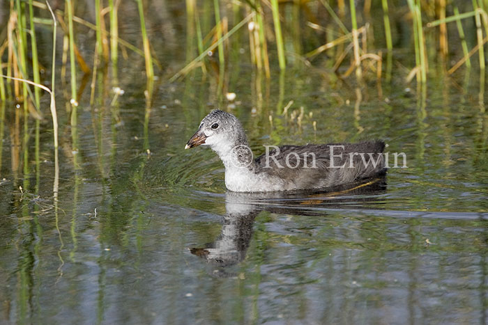 Young American Coot