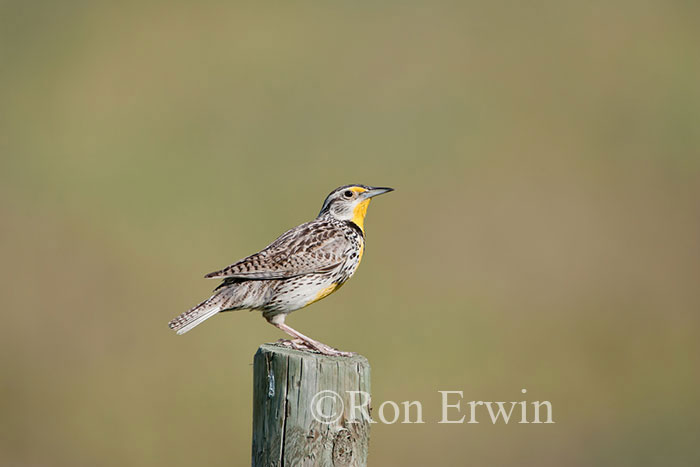 Western Meadowlark