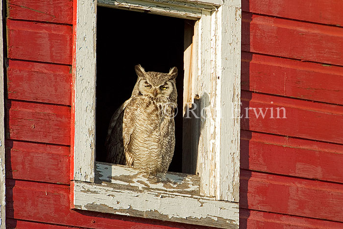 Great Horned Owl