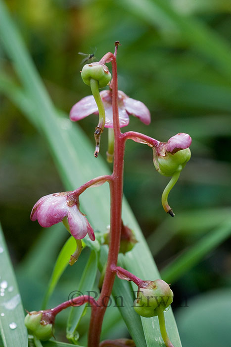 Pink Wintergreen