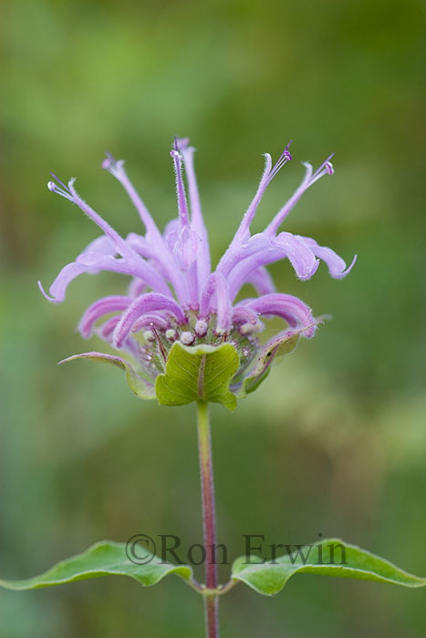 Western Wild Bergamot