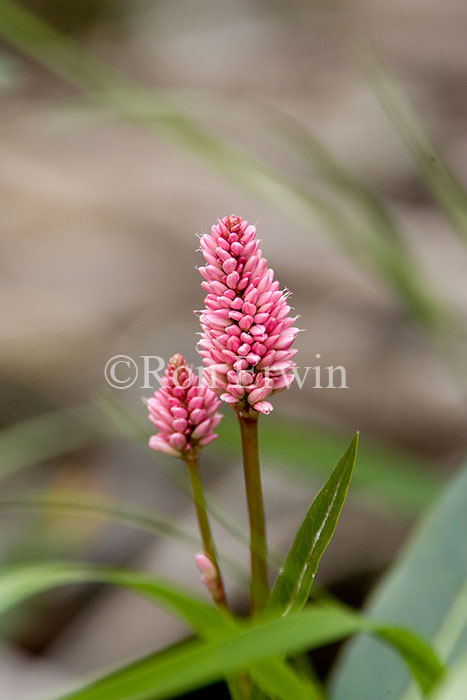 Swamp smartweed