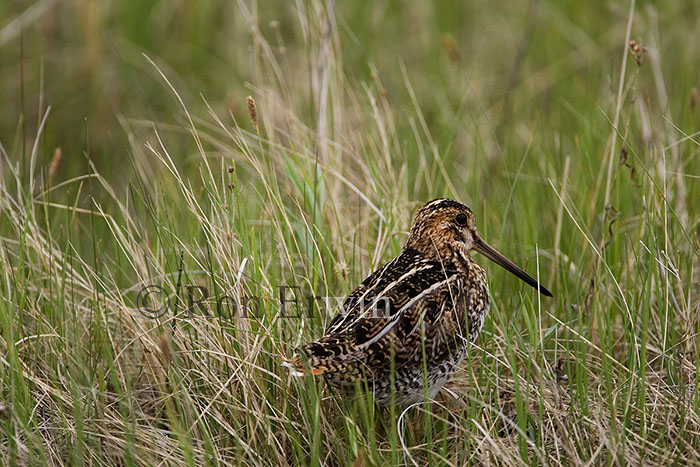 Wilson's Snipe