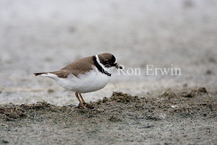 Semipalmated Plover