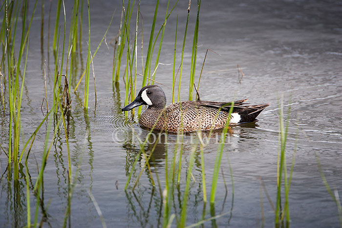 Male Blue-winged Teal