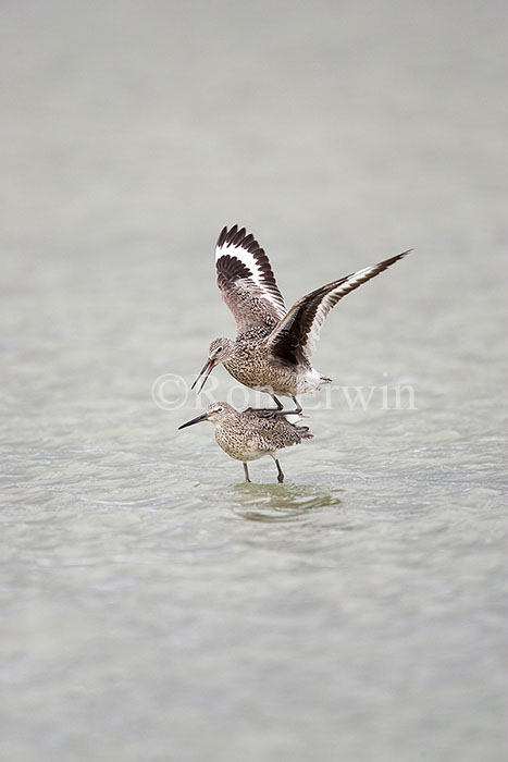 Mating Willets