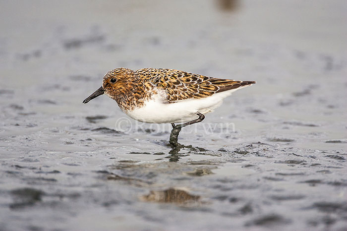 Sanderling