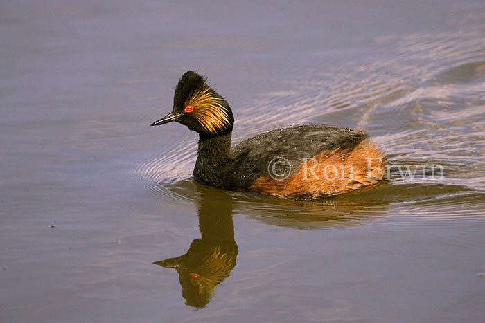 Eared grebe