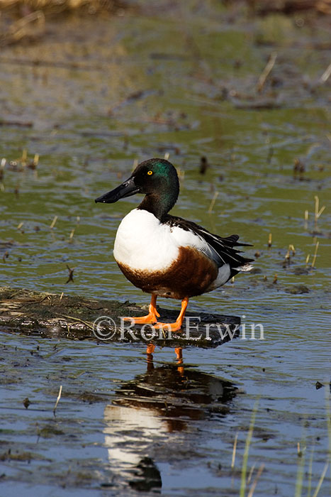 Male Northern Shoveler