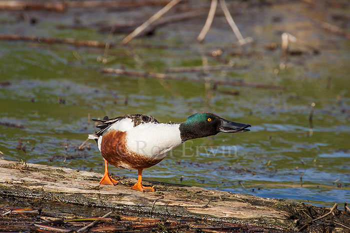 Male Northern Shoveler