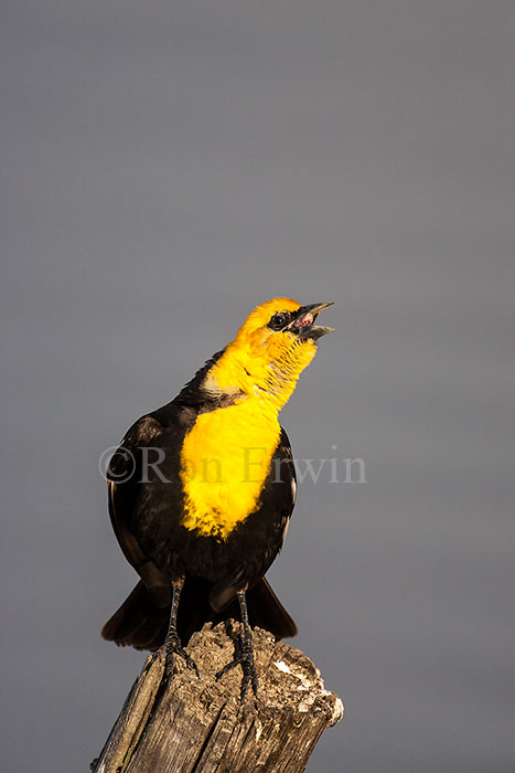 Yellow-headed Blackbird