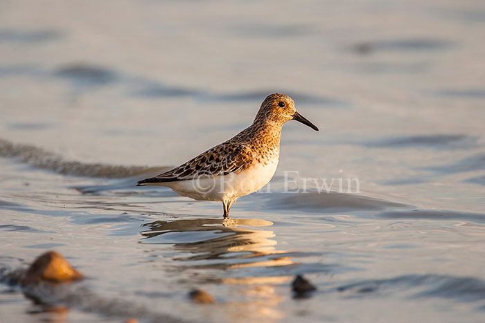 Sanderling