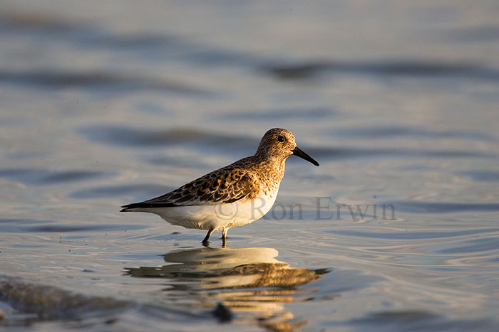 Sanderling