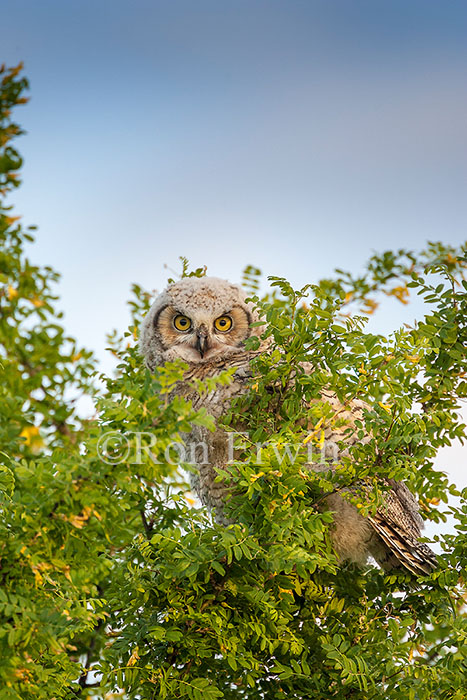 Great Horned Owl