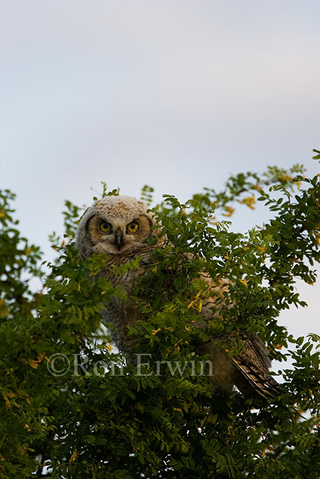 Great Horned Owl