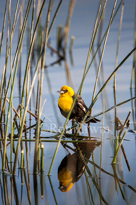 Yellow-headed Blackbird