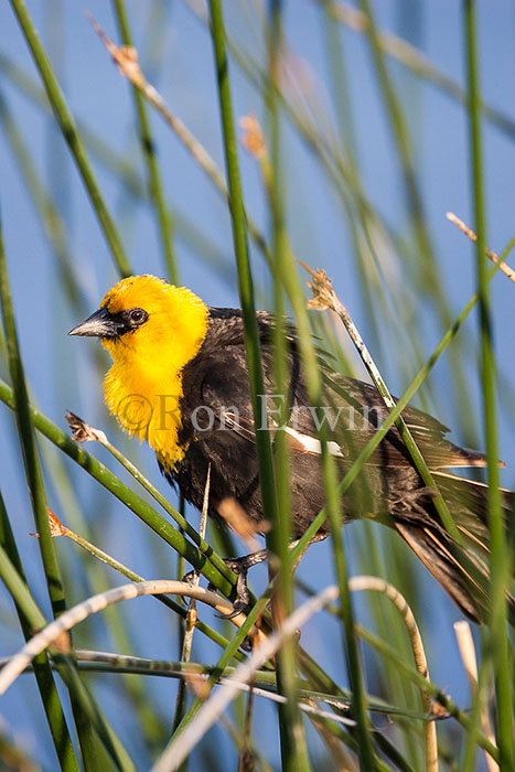 Yellow-headed Blackbird